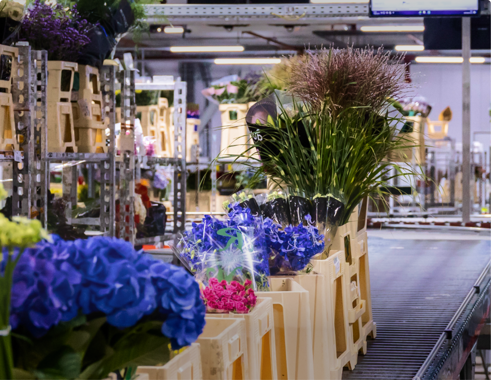 Florisoft - WMS software voor de sierteelt branche